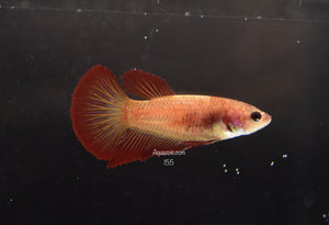 HMPK Super Red Female 155