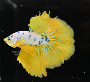 Halfmoon Male 048