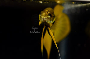 Betta Splenden Yellow Male 024