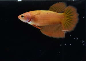 Halfmoon Female-Orange 040