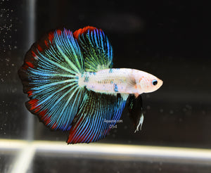 Halfmoon Male 054