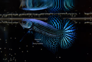 Betta Alien Grey Male 020