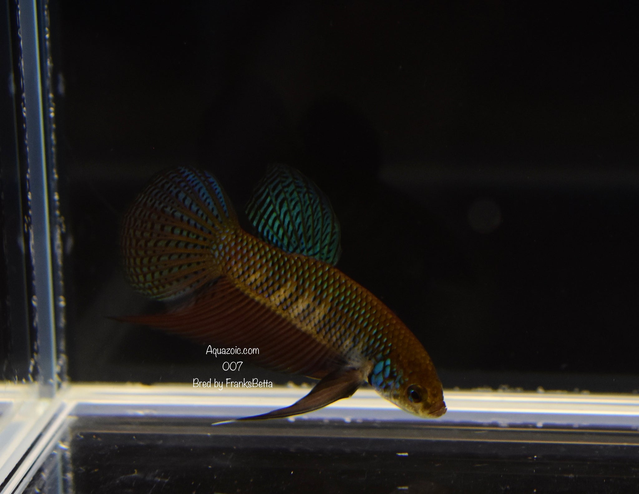 Betta Smaragdina Guitar Green Male 007