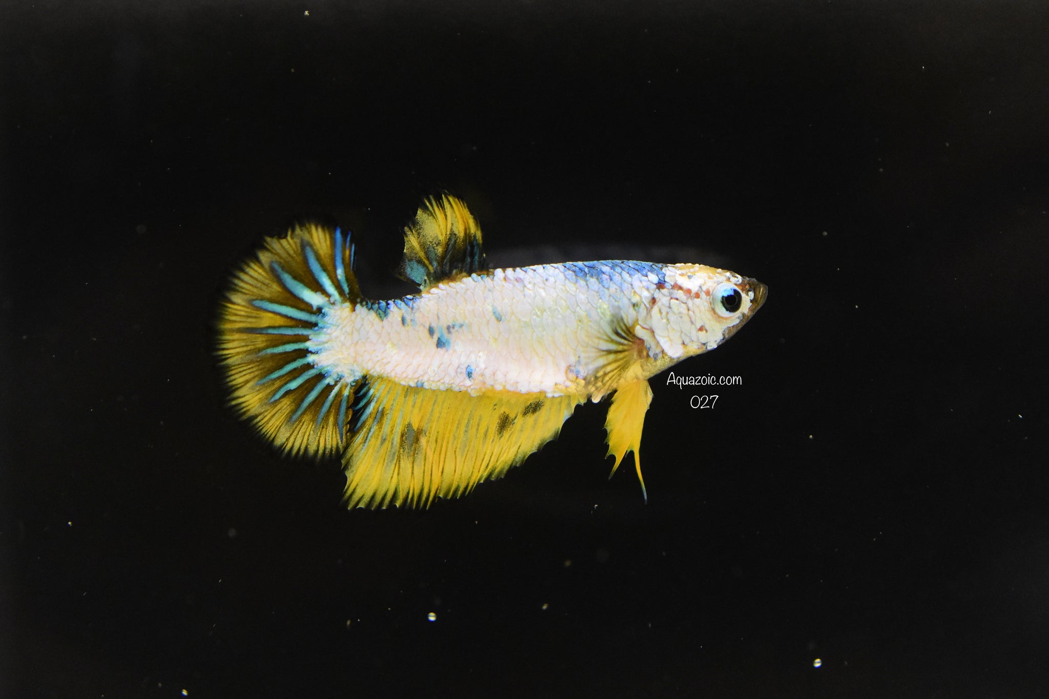 Halfmoon Female 027