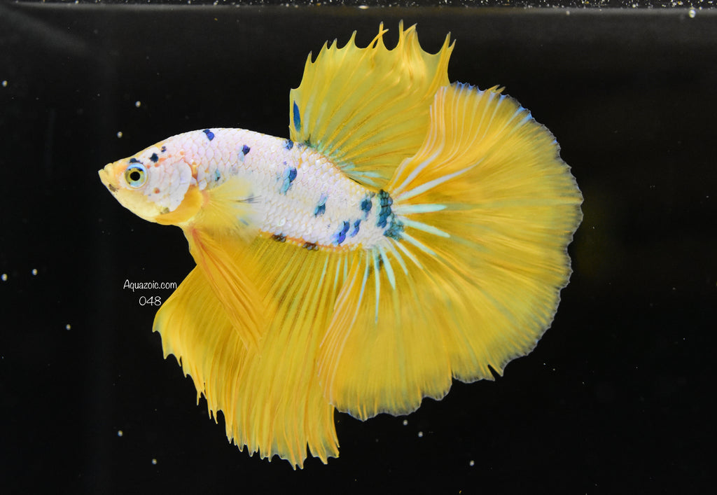 Halfmoon Male 048