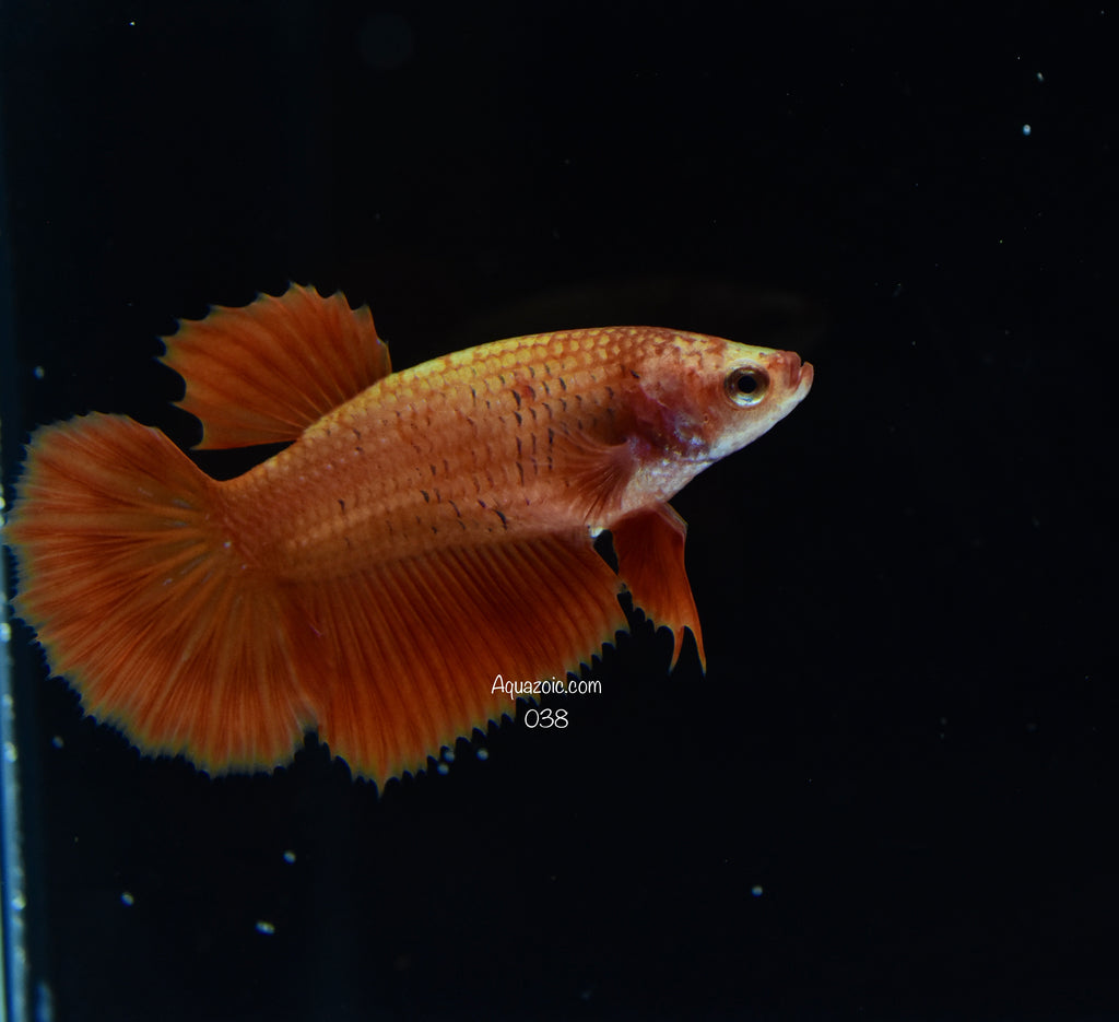 Halfmoon Female- Orange 038