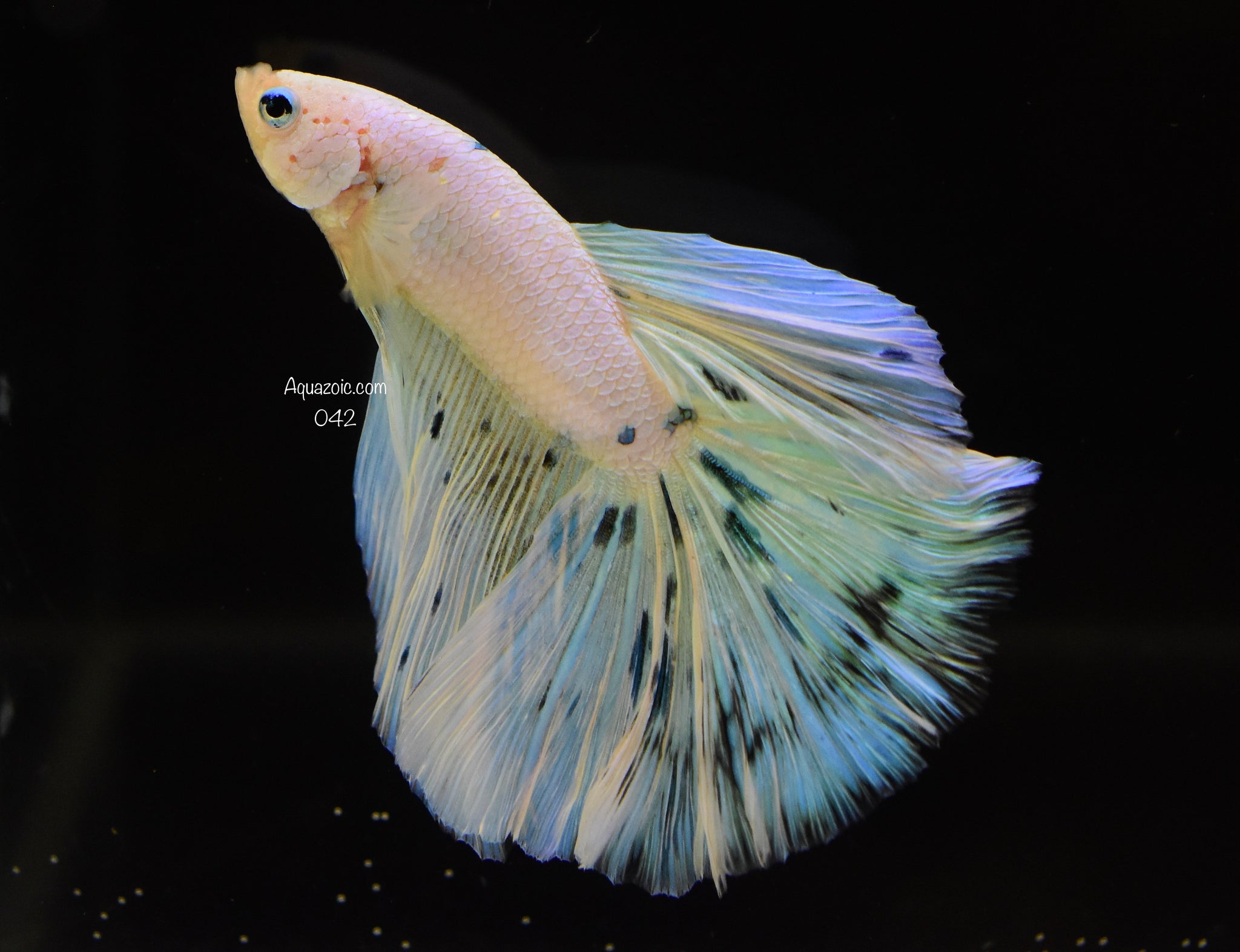 Halfmoon Male- Fancy 042