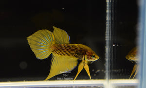 Betta Splenden Yellow Male 024