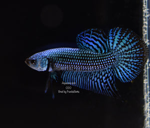 Betta Alien Grey Male 020