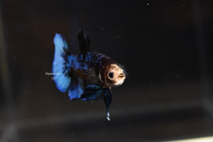 HMPK Black Marble Male 011