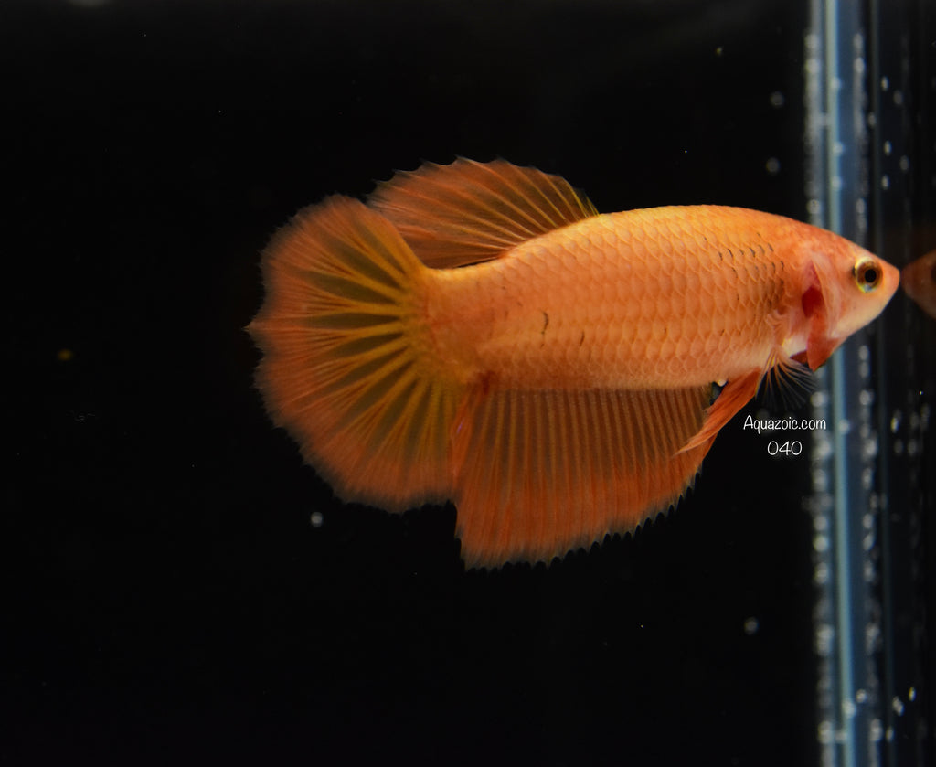 Halfmoon Female-Orange 040