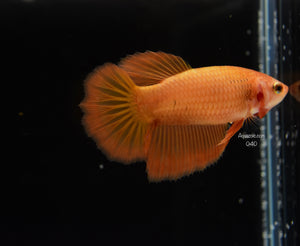 Halfmoon Female-Orange 040