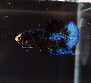 HMPK Black Marble Male 011