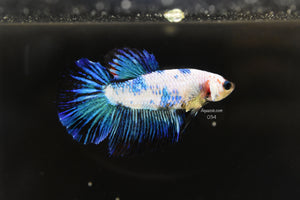 Halfmoon Female 034