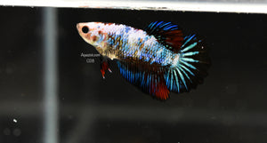 Halfmoon Female 028