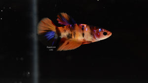 Halfmoon Female- Koi 046