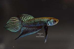 Betta Mahachaiensis Grey Male 009