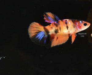 Halfmoon Female- Koi 046