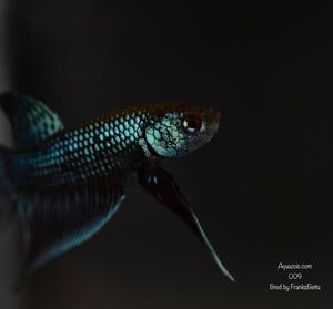 Betta Mahachaiensis Grey Male 009