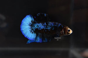 HMPK Black Marble Male 011