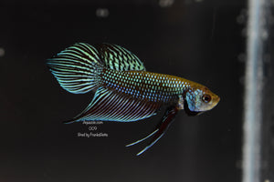 Betta Mahachaiensis Grey Male 009