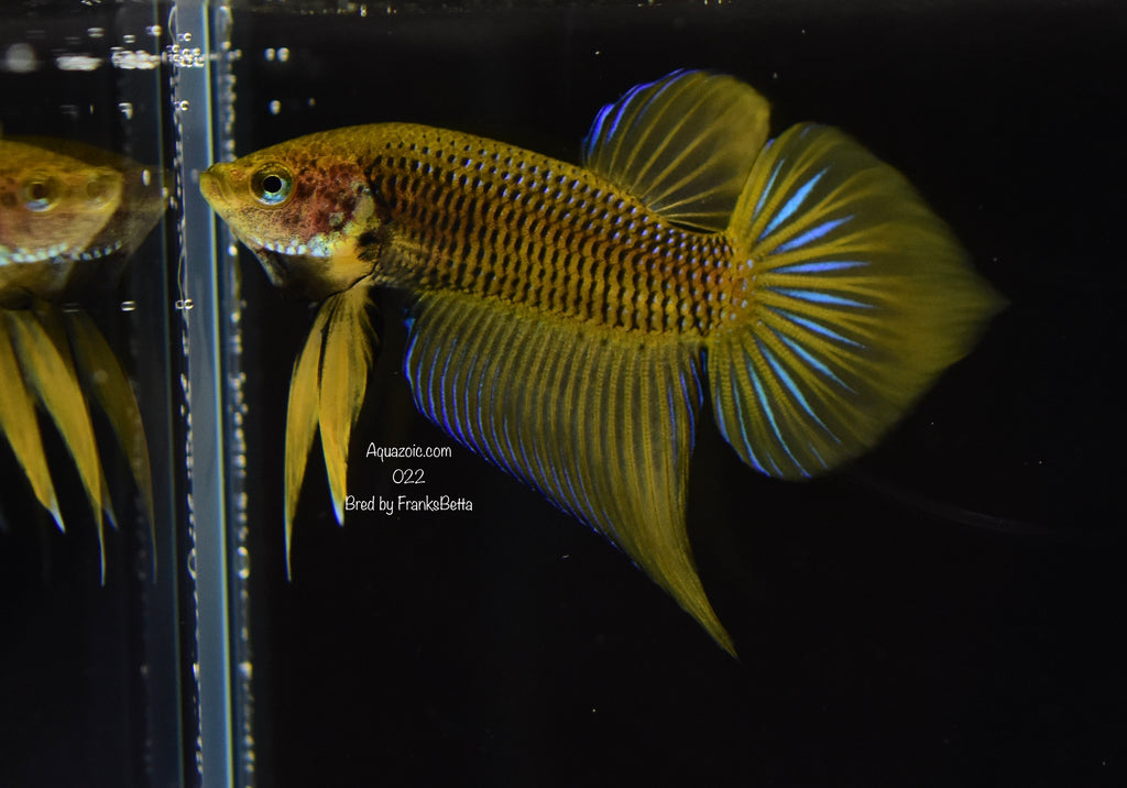 Betta Splenden Yellow Male 022