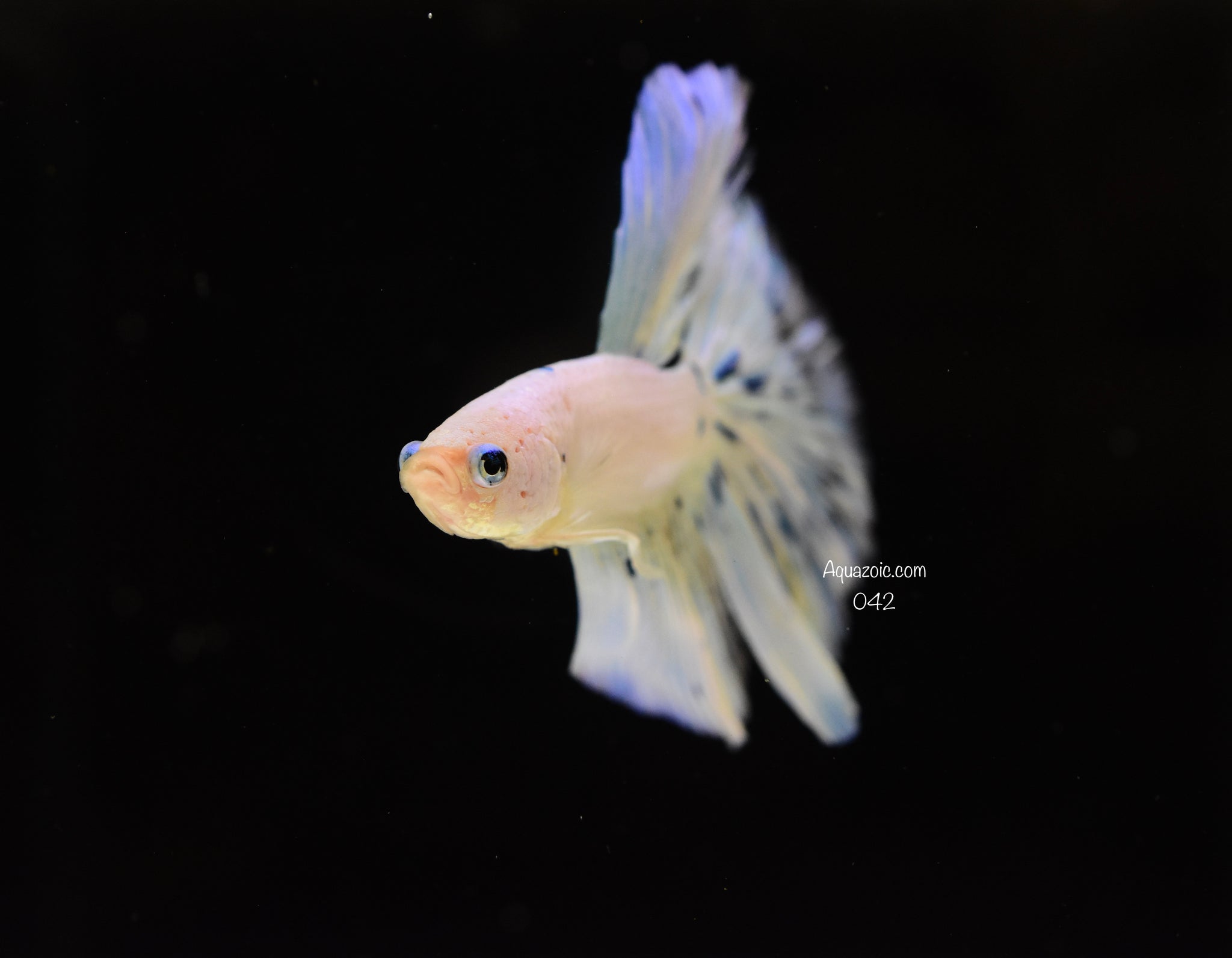 Halfmoon Male- Fancy 042