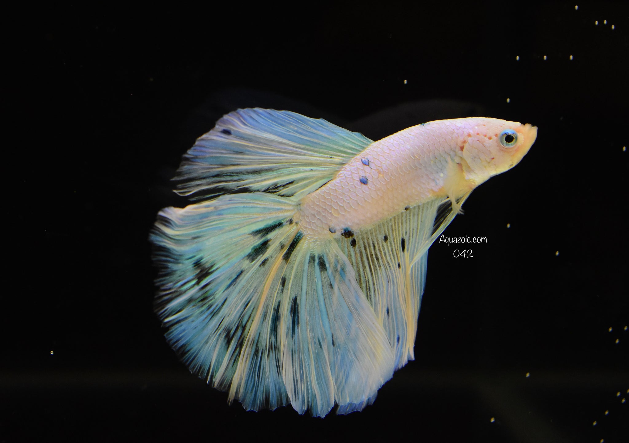 Halfmoon Male- Fancy 042