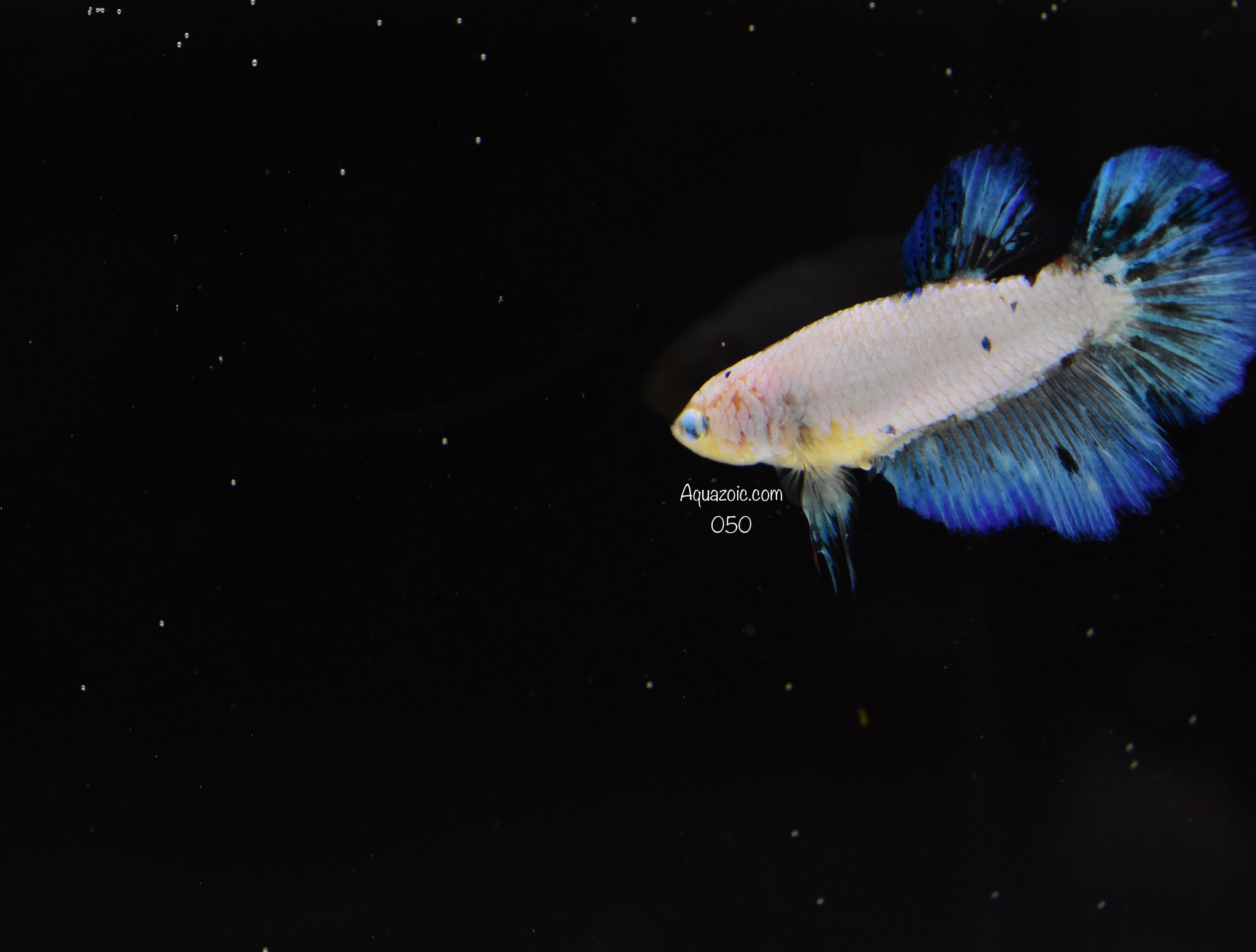 Halfmoon Female 050