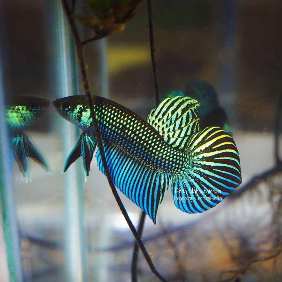 Betta Mahachaiensis *Grey* Male 014