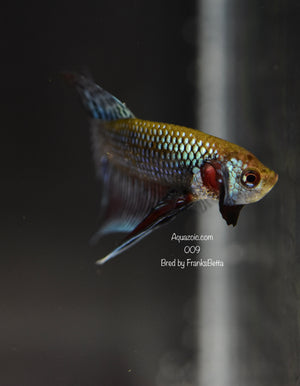 Betta Mahachaiensis Grey Male 009