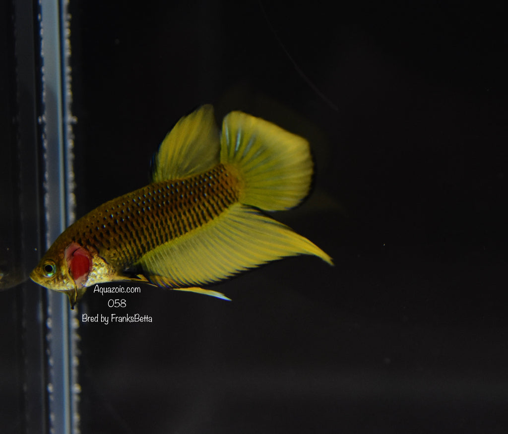 Betta Splenden Yellow 058