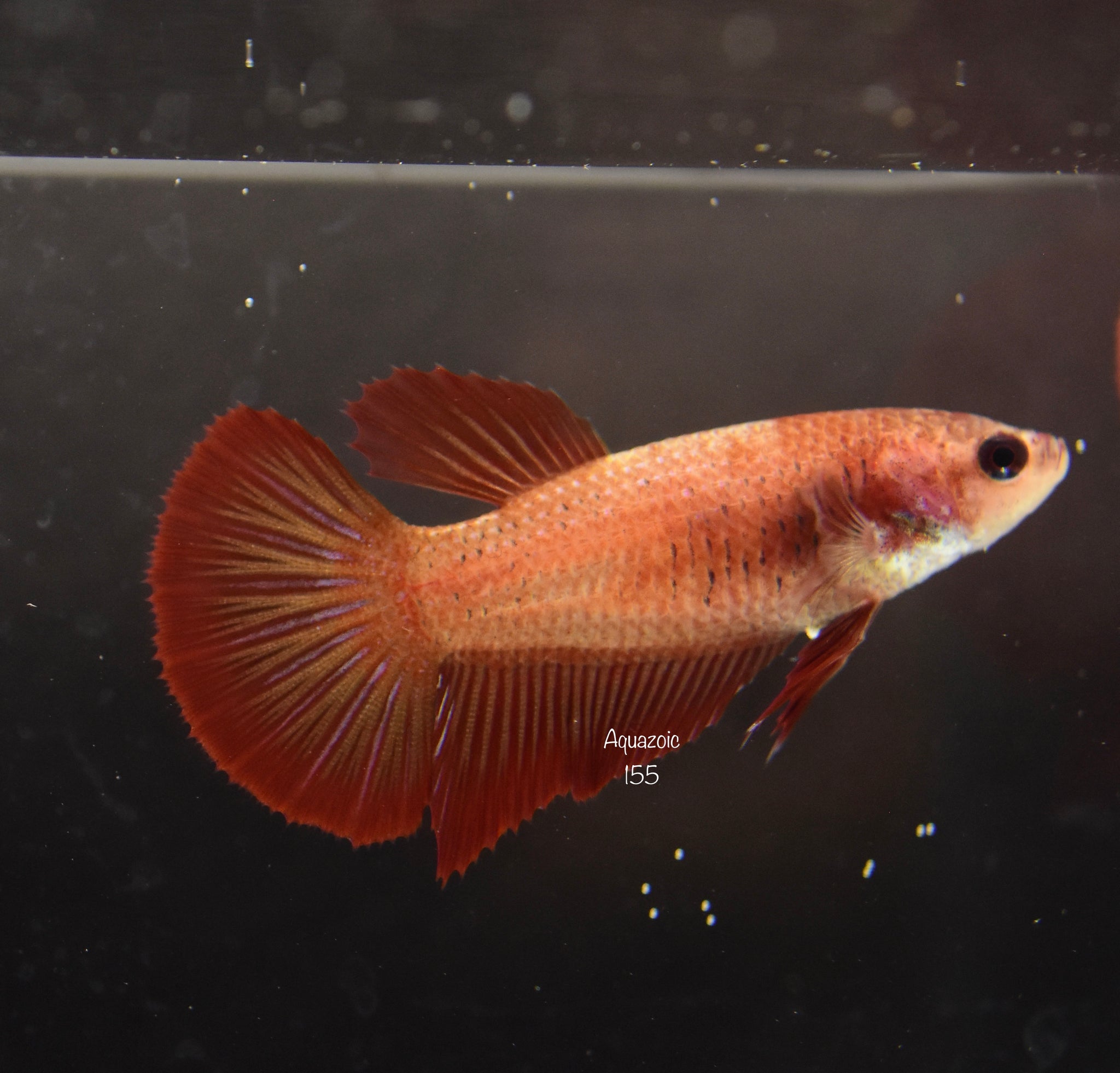 HMPK Super Red Female 155