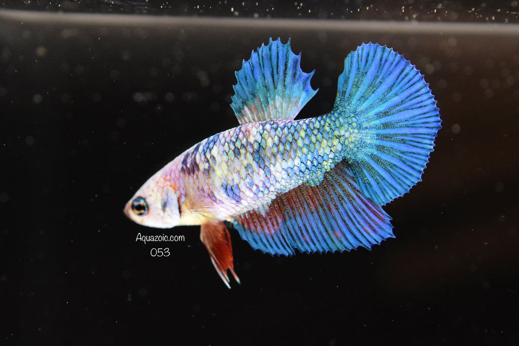 Halfmoon Female 053