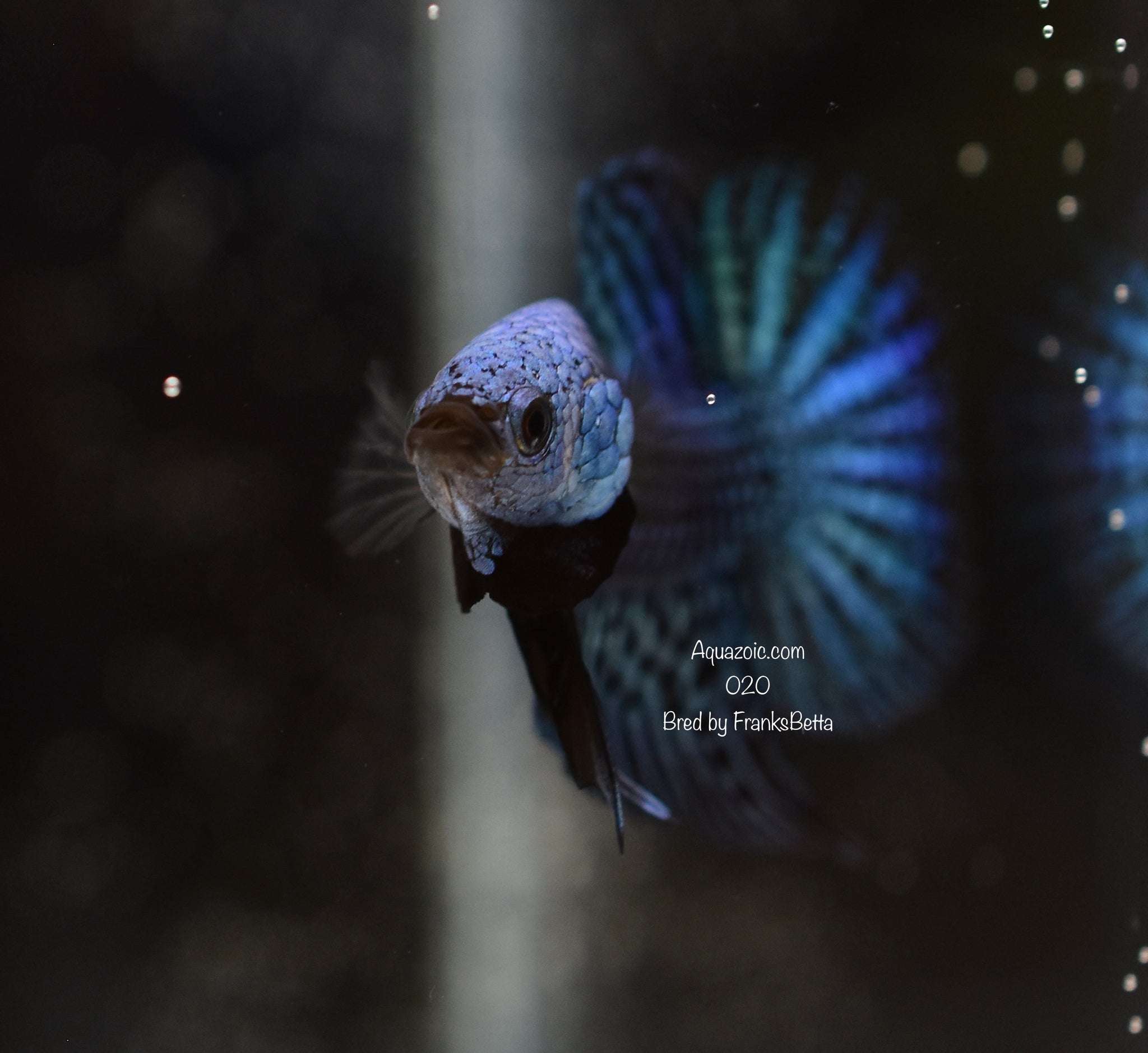 Betta Alien Grey Male 020