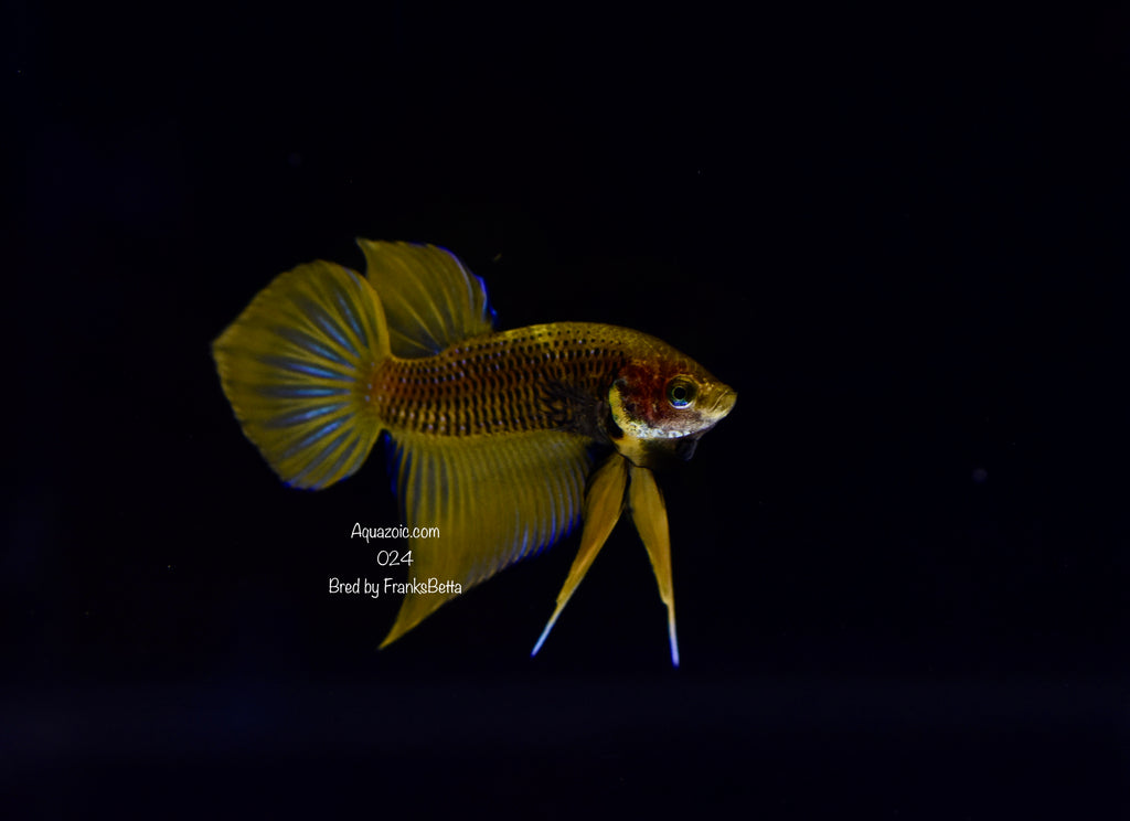 Betta Splenden Yellow Male 024