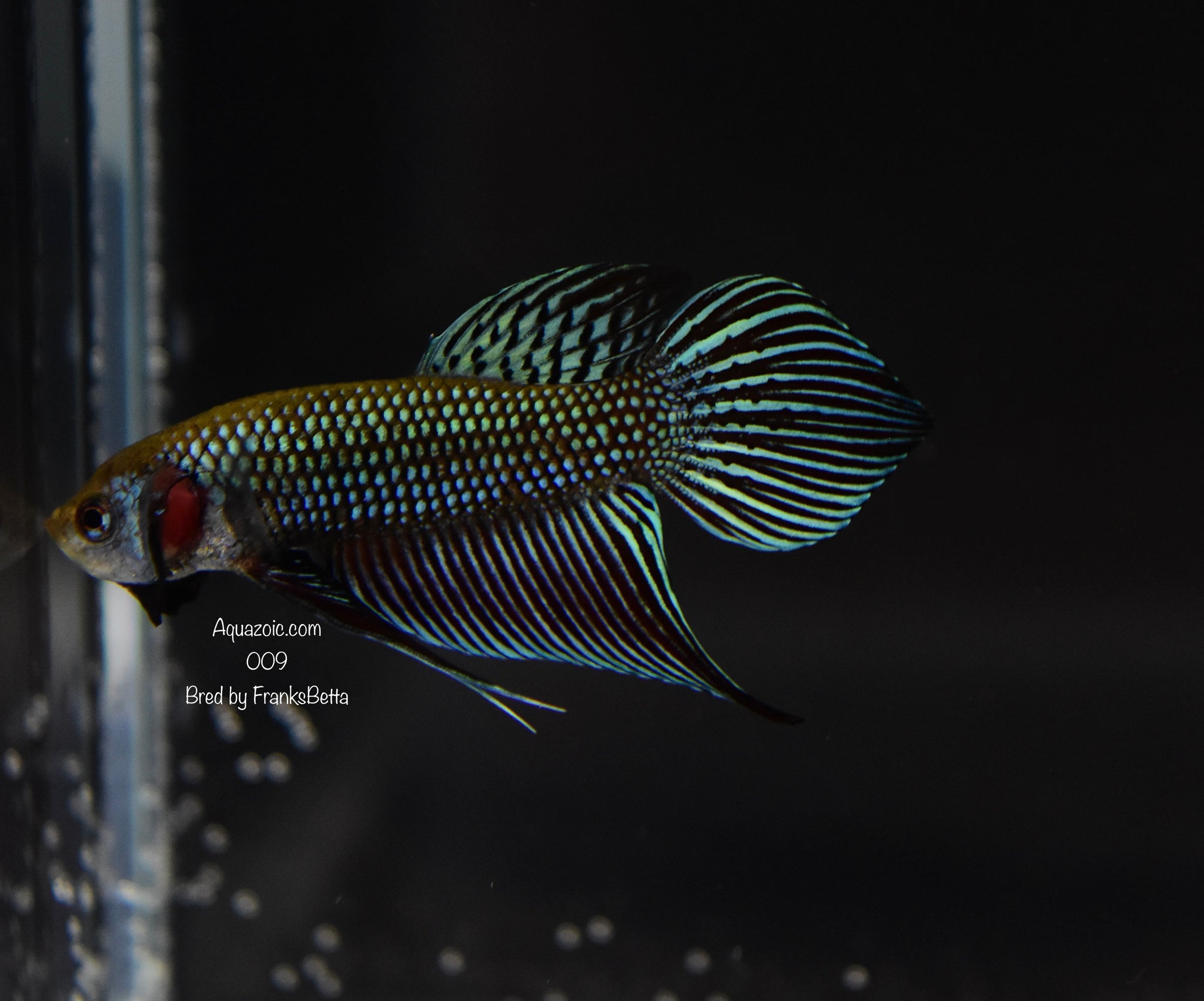 Betta Mahachaiensis Grey Male 009