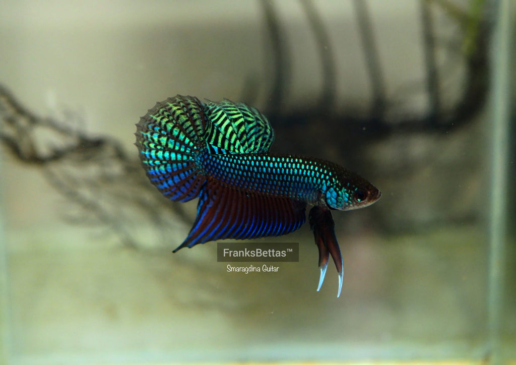 Betta Smaragdina Guitar Blue Male 003