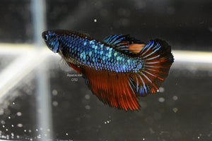 Halfmoon Female 032