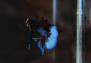 HMPK Black Marble Male 011