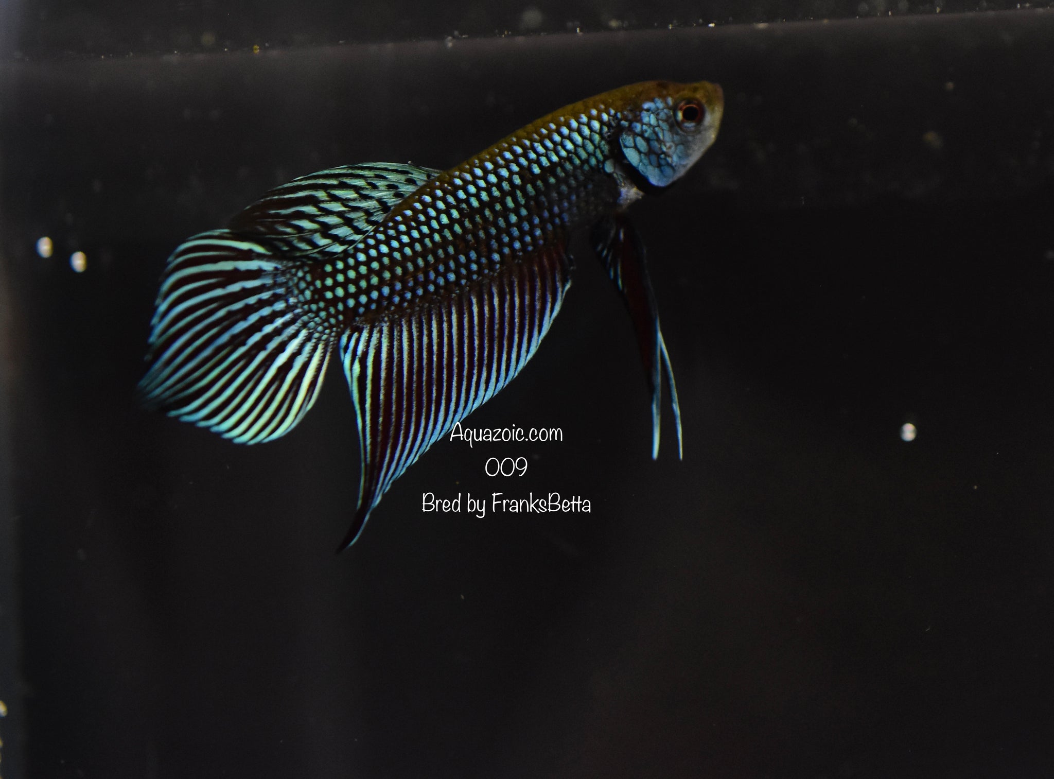 Betta Mahachaiensis Grey Male 009