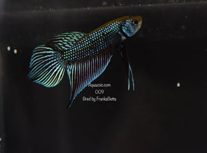 Betta Mahachaiensis Grey Male 009