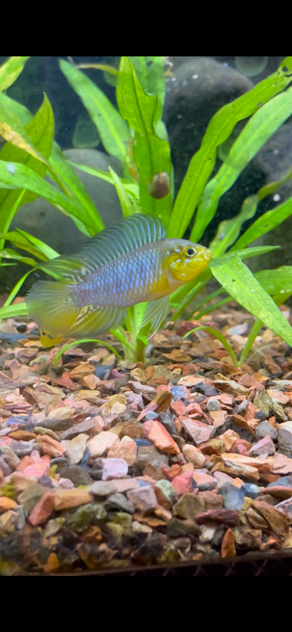 Apistogramma Borellii Male Aquazoic LLC Apistogramma Borellii Male Aquazoic LLC