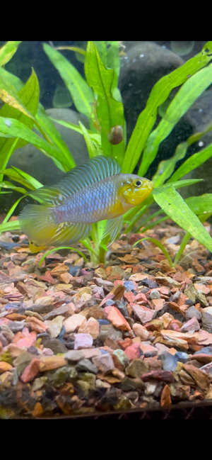 Apistogramma Borellii Male